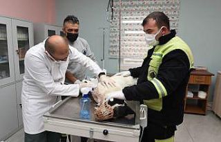 Yaralı köpeğe sevgi dolu bakım