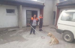 Yaralı köpeği ilk müdahale zabıta ekipleri tarafından...