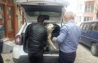 Yaralı köpek tedavi için özel izinle İstanbul’a...