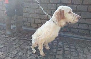 Yaralı köpekler sağlıklarına kavuştu
