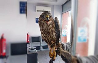 Yaralı şahin, 1 haftalık tedavinin ardından doğal...