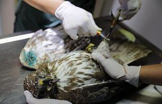 Yaralı yaban hayvanlarını tedavi edilip doğaya...