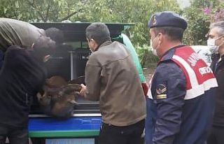 Yaralı yaban keçisi tedaviye alındı