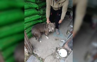 Yasaklı ırk köpekleri satarken yakalandı, 38 bin...