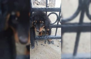 Yavru köpeğin yaramazlığı başına iş açtı