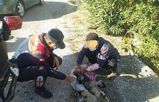 Yavru köpekleri çuvalla dereye atarken yakalandılar