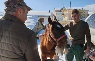 Yaylada ölüme terk edilen at günler sonra hayvanseverler...