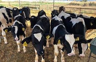 Yem desteği hak edişleri bakanlığa gönderildi