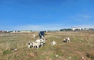 Yenişehir Belediyesi sokak hayvanlarını unutmadı