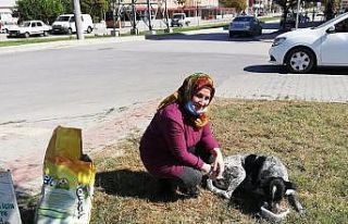 Yenişehirliler köpeklerin canlı canlı ölüme...