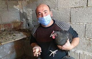 Yer fıstığı değil yumurta