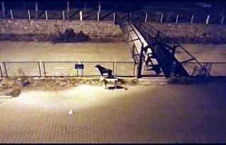 Yeşilhisar’da başıboş köpekler korku saçıyor