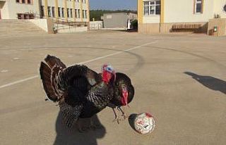 Yetenekli hindilerin futbol keyfi