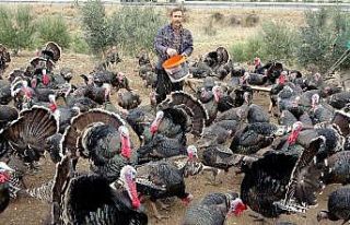 Yılbaşı hindileri el yakıyor