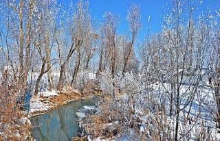 Yüksekova’da ağaçlar dondu