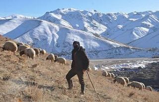 Yüksekova’daki besicilerin zorlu kış mesaisi