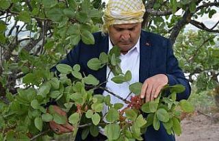 Yunusemre Belediyesi üreticiye 20 bin fidan dağıttı