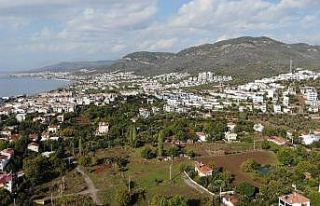 Zeytin ağacı kıyımı 2020’de de devam ediyor