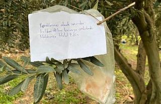 Zeytin ağacındaki not ve para şok etti