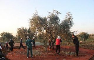 Zeytin hasadına yağmur engeli