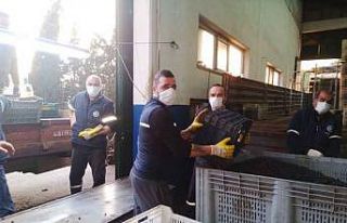 Zeytin rekolte tahmini tutmadı