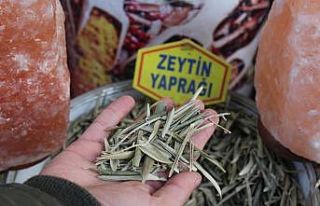 Zeytin yaprağı ve kekik bağışıklık sistemini...