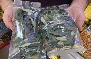 Zeytin yaprağına ilgi büyüyor