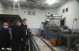 Zeytinyağı Fabrikalarında korona denetimi