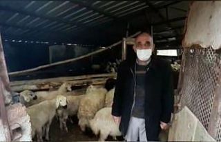 18 hayvanı çalınan besicinin yüzünü jandarma...