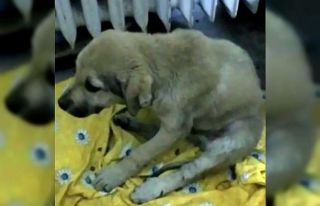 2 yaralı köpek tedavi için İstanbul’a götürüldü