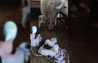 3 yıldır bir batında dördüz doğuruyor