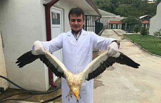 40’a yakın yaban hayvanı tedavi edilerek doğal...