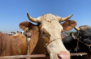 452 bin kilogram et kasaplara gönderildi