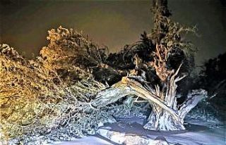 500 yıllık tarihi ardıç fırtınaya yenik düştü
