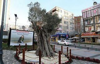 600 yıllık zeytin ağacı İzmit’in yeni sembollerinden...