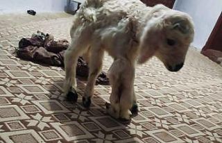 6 ayaklı dünyaya gelen kuzu görenleri hayretler...