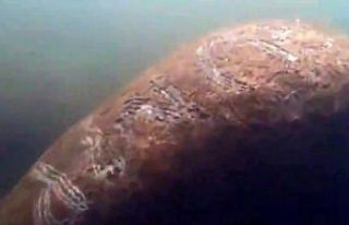 ABD’de deniz ineğinin üzerine "Trump"...