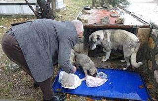 Aç kalan yavru köpeklerin yardımına Başkan Kıymaz...