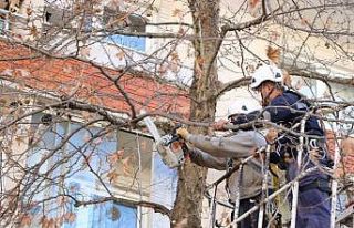 Ağaçlara budama ve bakım yapıldı