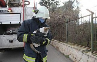 Ağaçta saatlerce mahsur kalan kedi kurtarılınca...