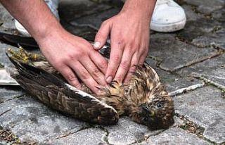 Ağaçtan düşen şahinin kalbi durunca kalp masajı...