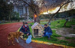 AK Parti gençlik kolları sokak hayvanlarını yalnız...