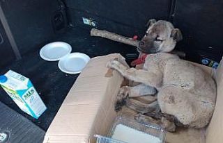 Akdağ’da donmak üzere olan köpeğin imdadına...