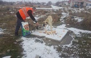 Akşehir Belediyesi sokak hayvanlarını unutmuyor