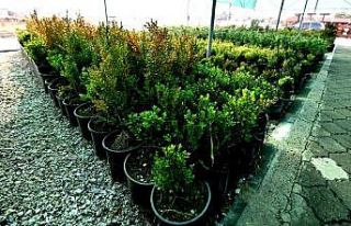 Altıeylül kendi bitkilerini yetiştiriyor