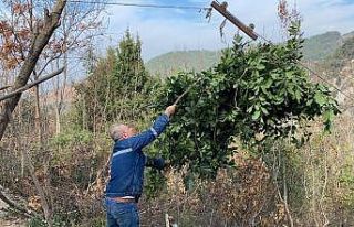 Amanoslarda teleferikli defne yaprağı hasadı