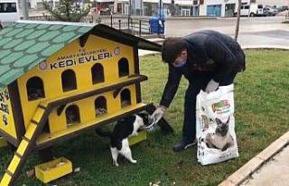 Amasya Belediyesi ekiplerinden sokak hayvanlarına...