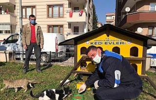 Amasya Belediyesi sokak hayvanları ve kuşlar için...