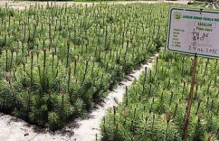 Amasya OBM 2020’de 7 milyondan fazla fidan üretti