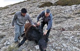Amasya’da iki yılkı atı silahla vurulmuş halde...